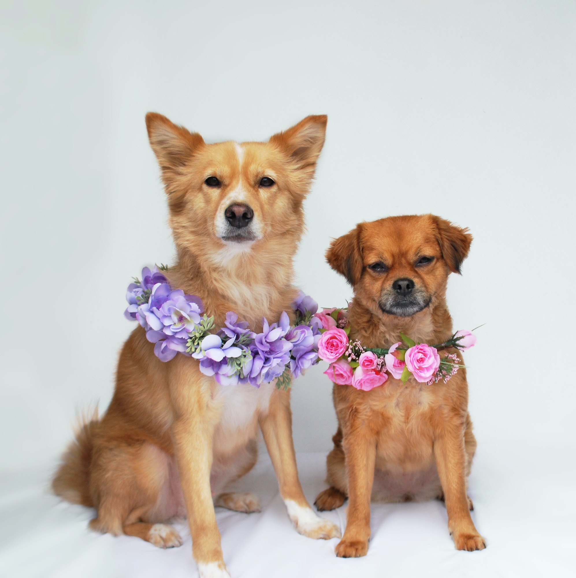 Dogs in flowers